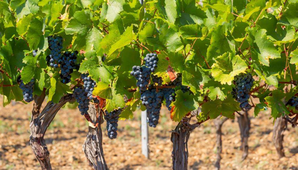 vigneron Bretagne